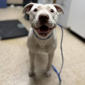 Pit Bull Terrier Dogs Available for Adoption in Bullhead City, Arizona - DOG 04/21/2026 | PetCurious