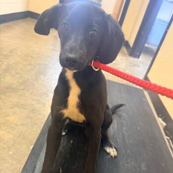 Mixed Breed Dogs Available for Adoption in Corinth, Mississippi - Keely | PetCurious