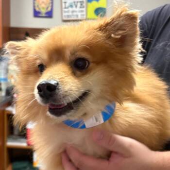 Buttercup -  Pomeranian Dog for Adoption in Yuma, Arizona - Buttercup | PetCurious