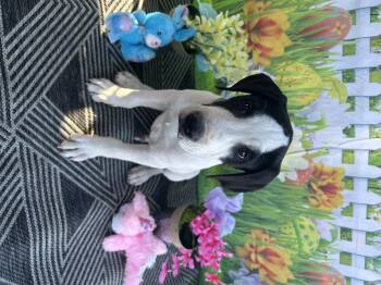 Border Collie Dogs Available for Adoption in Phoenix, Arizona - Odin | PetCurious