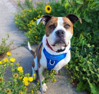 Rescue Pit Bull Terrier and Mixed Breed Dogs for Adoption in Minneapolis, Minnesota - EVELYN | PetCurious