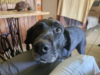 Rescue Black Labrador Retriever and Hound Dogs for Adoption in Panama City, Florida - Sunny | PetCurious