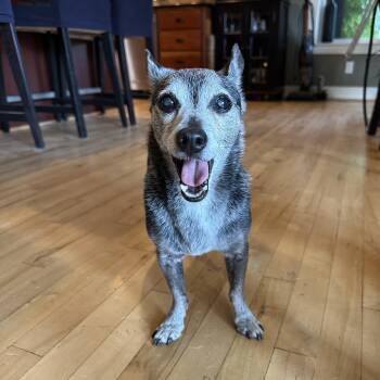 Rescue Chihuahua and Terrier Dogs for Adoption in St. Helens, Oregon - Tinny | PetCurious