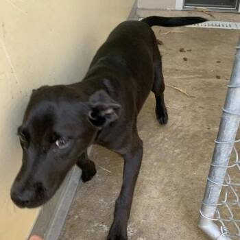 Oswald -  Labrador Retriever and Mixed Breed Dog for Adoption in Cleveland, Mississippi - Oswald | PetCurious