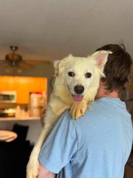 Tarragon -  Australian Shepherd Dog for Adoption in Minneapolis, Minnesota - Tarragon | PetCurious