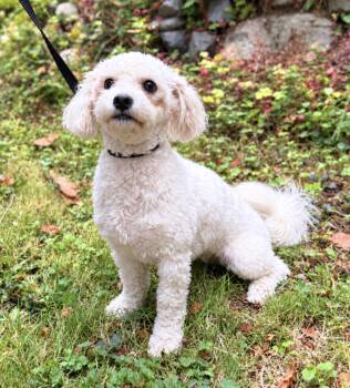 Zoey -  Poodle and Havanese Dog for Adoption in Puyallup, Washington - Zoey | PetCurious