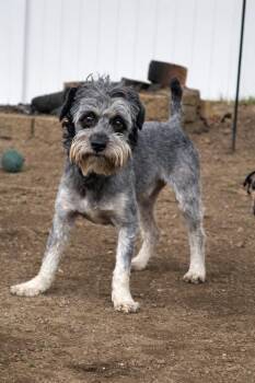 Poodle and Shih Tzu Dogs Available for Adoption in Princeton, Massachusetts - Tippy | PetCurious