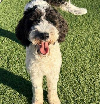 Bella -  Bernedoodle Dog for Adoption in Henderson, Nevada - Bella | PetCurious