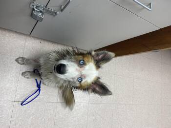 Buddy -  Australian Shepherd and Border Collie Dog for Adoption in Lakewood Ranch, Florida - Buddy | PetCurious