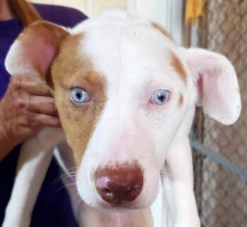 Rescue Pit Bull Terrier and Australian Shepherd Dogs for Adoption in Lee