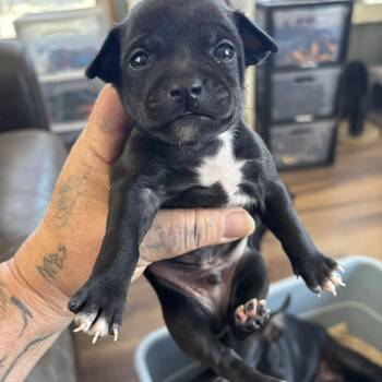 Chihuahua and Jack Russell Terrier Dogs Available for Adoption in Deming, New Mexico - Ike | PetCurious