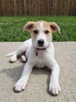 **KENO** -  Australian Shepherd and Great Pyrenees Dog for Adoption in North Prairie, Wisconsin - **KENO** | PetCurious
