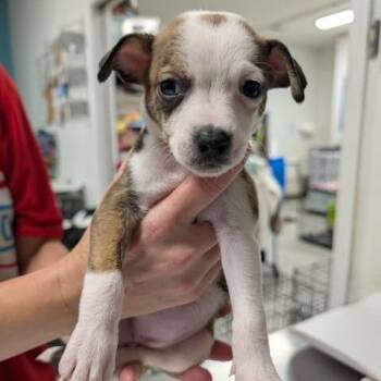 Quaffle -  Jack Russell Terrier and Mixed Breed Dog for Adoption in Fredericksburg, Virginia - Quaffle | PetCurious