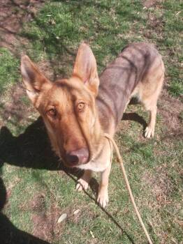 German Shepherd Dog Dogs Available for Adoption in Greeneville, Tennessee - Canela ( Cat Friendly Dog Friendly Kid Friendly ) | PetCurious
