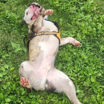 Lenny -  English Bulldog Dog for Adoption in Huber Heights, Ohio - Lenny | PetCurious