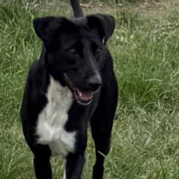 Rachel -  Labrador Retriever Dog for Adoption in Williston, Vermont - Rachel | PetCurious