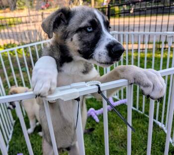 Mixed Breed Dogs Available for Adoption in Marengo, Illinois - Raymond | PetCurious