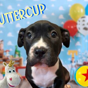 Rescue Mixed Breed Dogs for Adoption in Williston, Florida - Buttercup | PetCurious