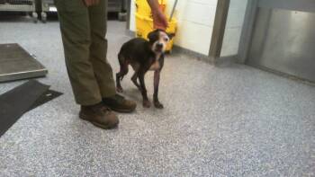 OLLIE -  Pit Bull Terrier Dog for Adoption in Charlotte, North Carolina - OLLIE | PetCurious