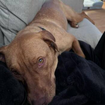 Perfume -  Mixed Breed Dog Available for Adoption in Toms River, New Jersey - Perfume | PetCurious