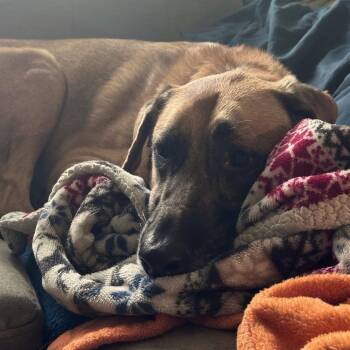 Sadie D12401 -  German Shepherd Dog and Labrador Retriever Dog for Adoption - Sadie D12401 | PetCurious