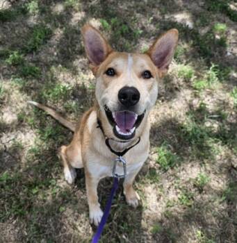 Rescue Fox Terrier and Mixed Breed Dogs for Adoption in Dallas, Texas - Jackie | PetCurious