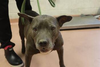 GENUINE -  Mixed Breed Dog for Adoption in Columbia, South Carolina - GENUINE | PetCurious