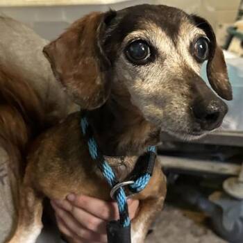 Roxy -  Dachshund Dog for Adoption in Philadelphia, Pennsylvania - Roxy | PetCurious