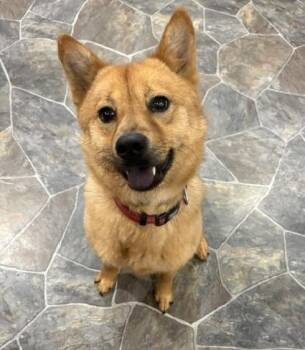Lillith -  Chow Chow and Beagle Dog for Adoption in Ogdensburg, New York - Lillith | PetCurious