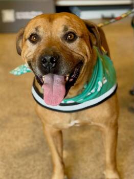 Champ the Family Dog Courtesy Post -  American Staffordshire Terrier and Bulldog Dog for Adoption in Scottsdale, Arizona - Champ The Family Dog Courtesy Post | PetCurious