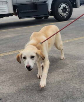 Rescue Labrador Retriever and White German Shepherd Dogs for Adoption in Winston-salem, North Carolina - Love Bird | PetCurious