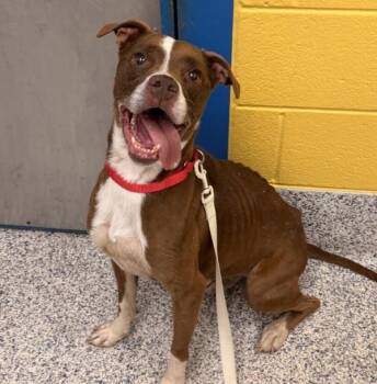 Pit Bull Terrier Dogs Available for Adoption in Golden, Colorado - Mini | PetCurious