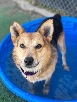 Hank -  Australian Shepherd Dog for Adoption in Fruit Heights, Utah - Hank | PetCurious