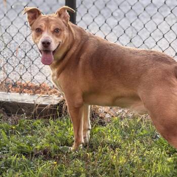 Manny -  American Staffordshire Terrier Dog for Adoption in Grand Rapids, Michigan - Manny | PetCurious