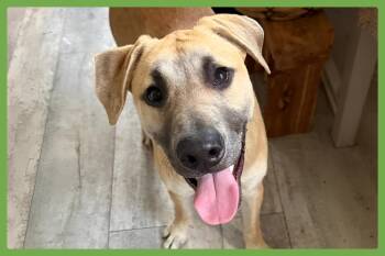 Archie -  Black Mouth Cur and Labrador Retriever Dog for Adoption in Amherst, Massachusetts - Archie | PetCurious