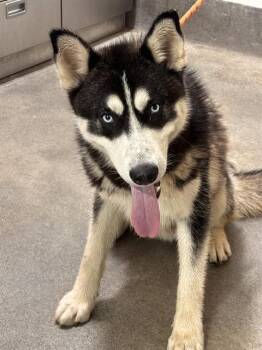 OJO -  Siberian Husky Dog for Adoption - OJO | PetCurious