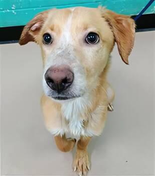 Peaches -  Mixed Breed Dog for Adoption in Nashville, Tennessee - Peaches | PetCurious