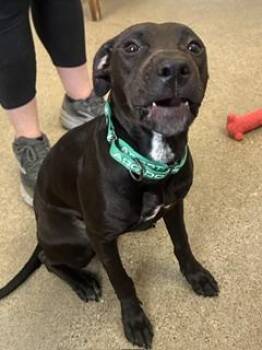 Suki -  Pit Bull Terrier Dog for Adoption in Cleveland, Ohio - Suki | PetCurious