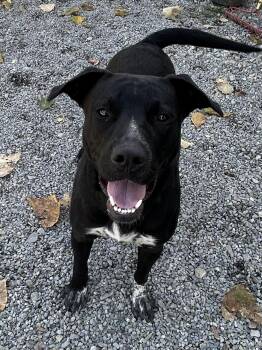 Freckles -  Pit Bull Terrier Dog for Adoption in Kellogg, Idaho - Freckles | PetCurious