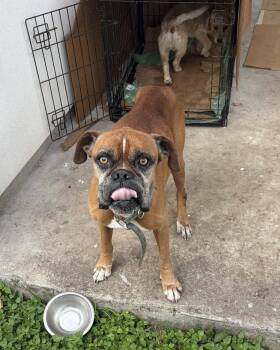 Boxer Dogs Available for Adoption in Monticello, New York - Bruno | PetCurious