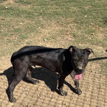 Chip -  Pit Bull Terrier Dog for Adoption in Senatobia, Mississippi - Chip | PetCurious