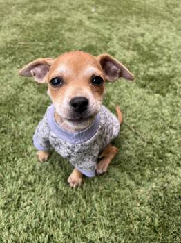 Rescue Chihuahua and Rat Terrier Dogs for Adoption in Modesto, California - Sweet Potato | PetCurious