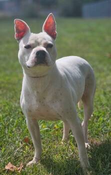 Rescue American Bulldog and Pit Bull Terrier Dogs for Adoption in Huntington, Indiana - Ghost | PetCurious