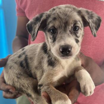 Mambo - Local October 9-11 -  Catahoula Leopard Dog Dog for Adoption in Brookshire, Texas - Mambo - Local October 9-11 | PetCurious