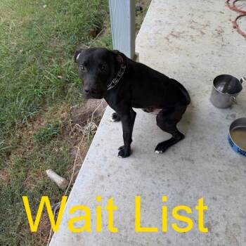 Zeus -  Pit Bull Terrier Dog for Adoption in Livingston, Texas - Zeus | PetCurious