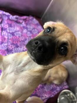Daruk -  German Shepherd Dog and Pug Dog for Adoption in Austin, Texas - Daruk | PetCurious