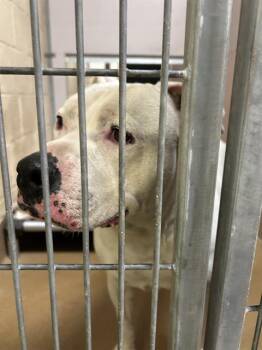 Pit Bull Terrier Dogs Available for Adoption in Martinez, California - SEBASTIAN | PetCurious