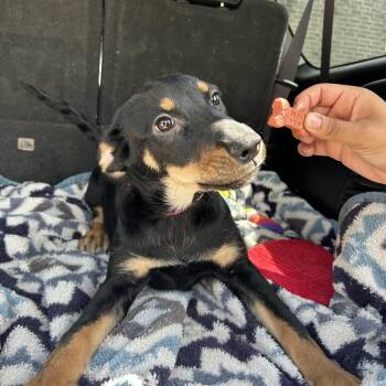 Rescue Rottweiler Dogs for Adoption in Pearland, Texas - Duchess | PetCurious