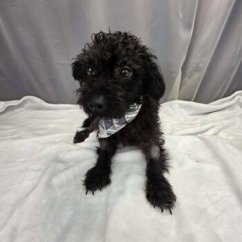 Cream Corn -  Miniature Poodle and Miniature Schnauzer Dog for Adoption in Foley, Alabama - Cream Corn | PetCurious