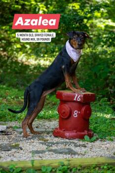 Azalea -  Hound Dog for Adoption in Sevierville, Tennessee - Azalea | PetCurious